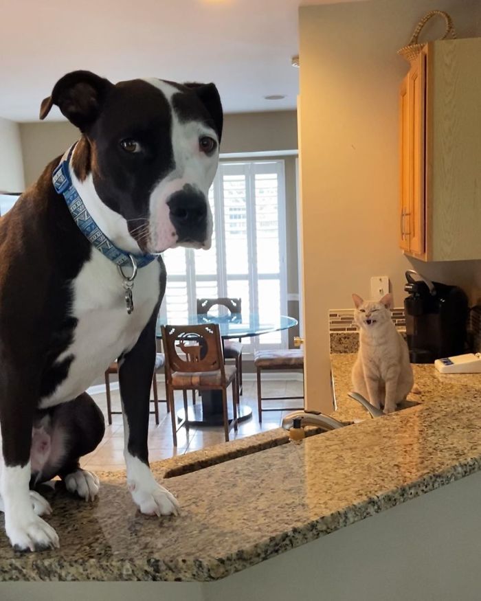 This Shelter Pit Bull Thinks He's A Cat, And His New Family Keeps Posting Photos That Prove It This Shelter Pit Bull Thinks He's A Cat, And His New Family Keeps Posting Photos That Prove It