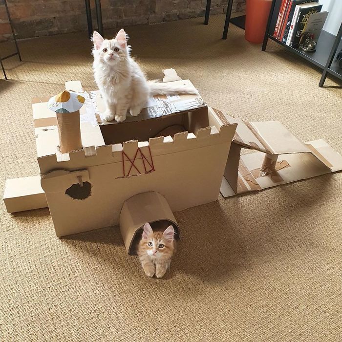 Two cats playing in a cardboard fort, showcasing an ecological solution using recycled boxes as a cat playground.