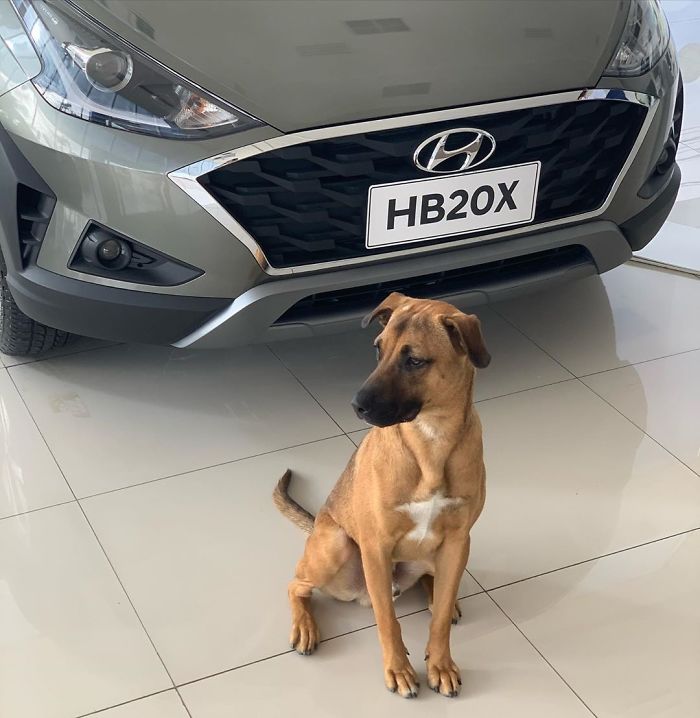 Stray Dog Keeps Visiting A Hyundai Dealership, They Give Him A Job And His Own Badge Stray Dog Keeps Visiting A Hyundai Dealership, They Give Him A Job And His Own Badge