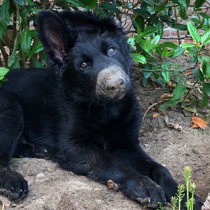 Holes? In The Garden? No, Doesn’t Ring A Bell