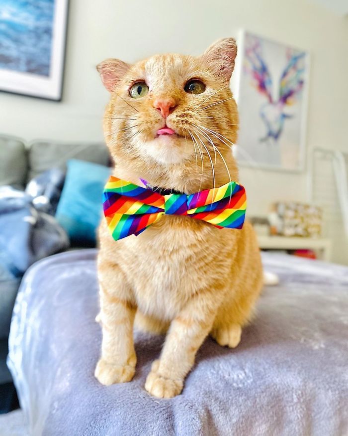 After Convincing Landlord, Woman Brings The Saddest Stray Cat Home, A Year Later, He’s Unrecognizable After Convincing Landlord, Woman Brings The Saddest Stray Cat Home, A Year Later, He’s Unrecognizable