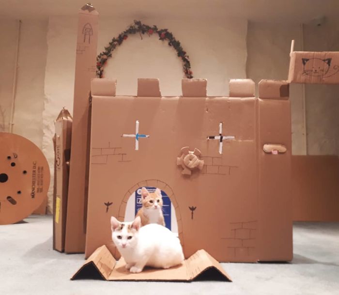 Two cats sitting inside and in front of a cardboard fort creatively built as an ecological solution using boxes.