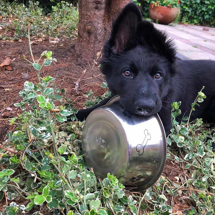 Ahem. Hooman. You See This Bowl? This Beautiful Shiny Bowl? What Do You Mean ‘What’s The Problem’, Can’t You See It’s Empty?