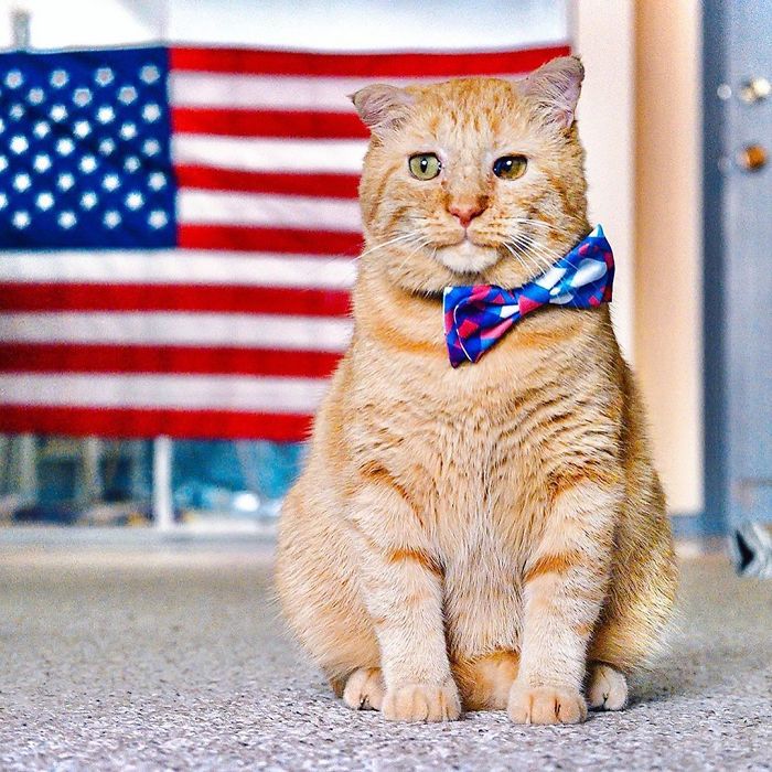 After Convincing Landlord, Woman Brings The Saddest Stray Cat Home, A Year Later, He’s Unrecognizable After Convincing Landlord, Woman Brings The Saddest Stray Cat Home, A Year Later, He’s Unrecognizable