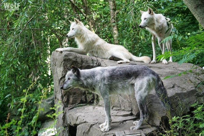 These 2 Wolves Went Viral For Being So Lazy That They Howl While Lying Down These 2 Wolves Went Viral For Being So Lazy That They Howl While Lying Down