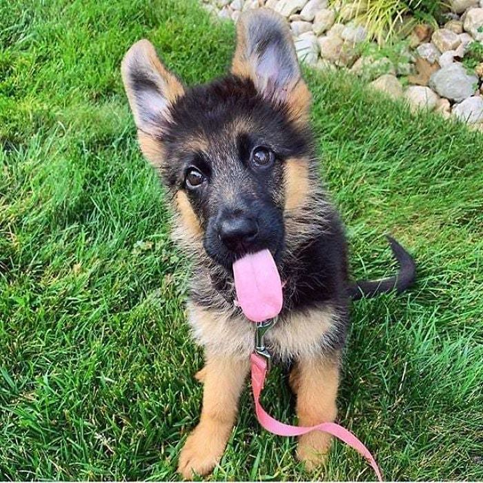 Sun's Out, Tongue's Out