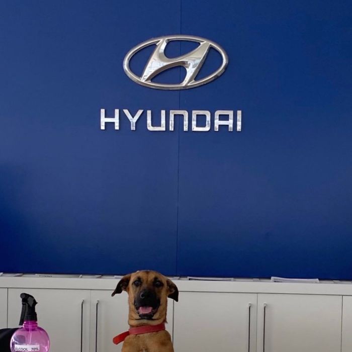 Stray Dog Keeps Visiting A Hyundai Dealership, They Give Him A Job And His Own Badge Stray Dog Keeps Visiting A Hyundai Dealership, They Give Him A Job And His Own Badge