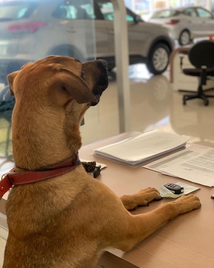 Stray Dog Keeps Visiting A Hyundai Dealership, They Give Him A Job And His Own Badge Stray Dog Keeps Visiting A Hyundai Dealership, They Give Him A Job And His Own Badge