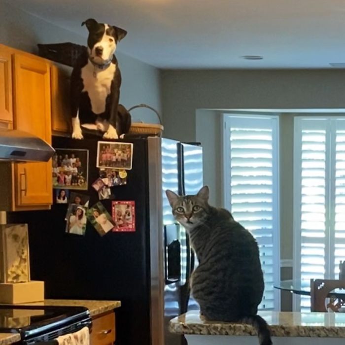 This Shelter Pit Bull Thinks He's A Cat, And His New Family Keeps Posting Photos That Prove It This Shelter Pit Bull Thinks He's A Cat, And His New Family Keeps Posting Photos That Prove It