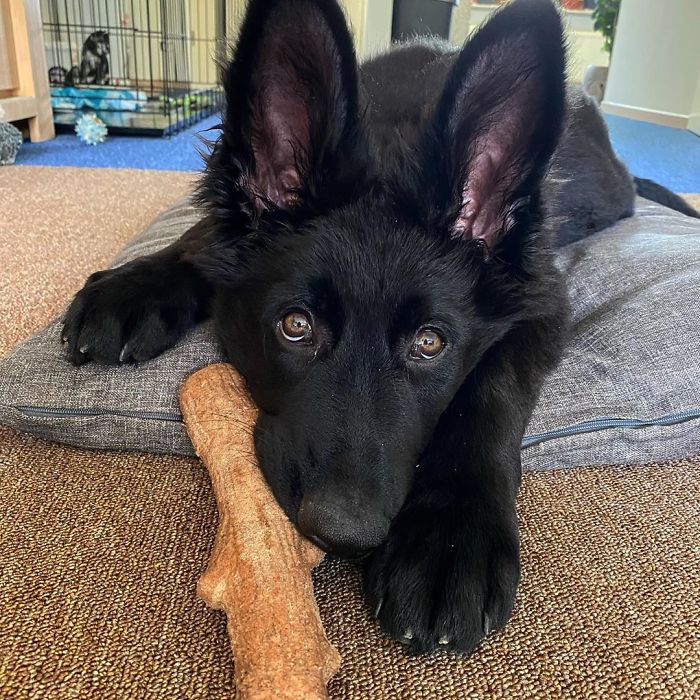 Can I Keep This Stick? Pretty Please With Puppy Dog Eyes