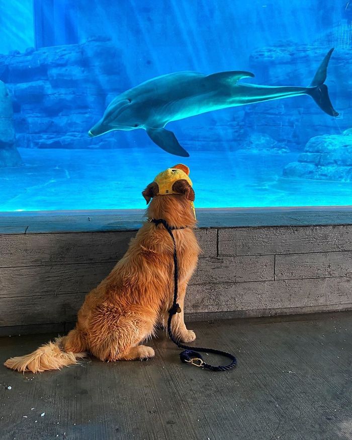 After A Video Chat With A Rescued Dolphin, This Golden Retriever Got A Chance To Meet Her In Real Life