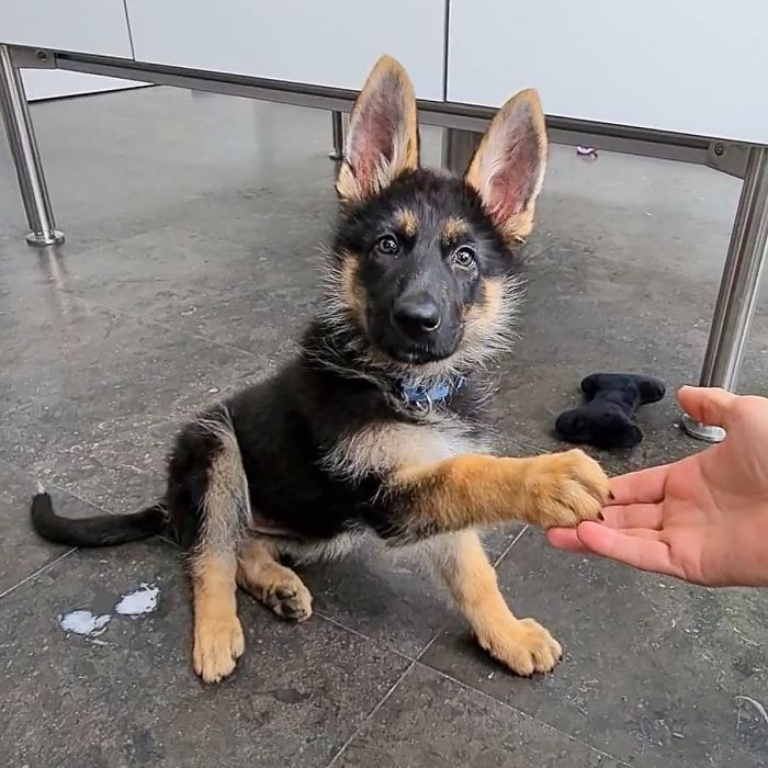 11-Weeks-Old Today. Let's Shake On That