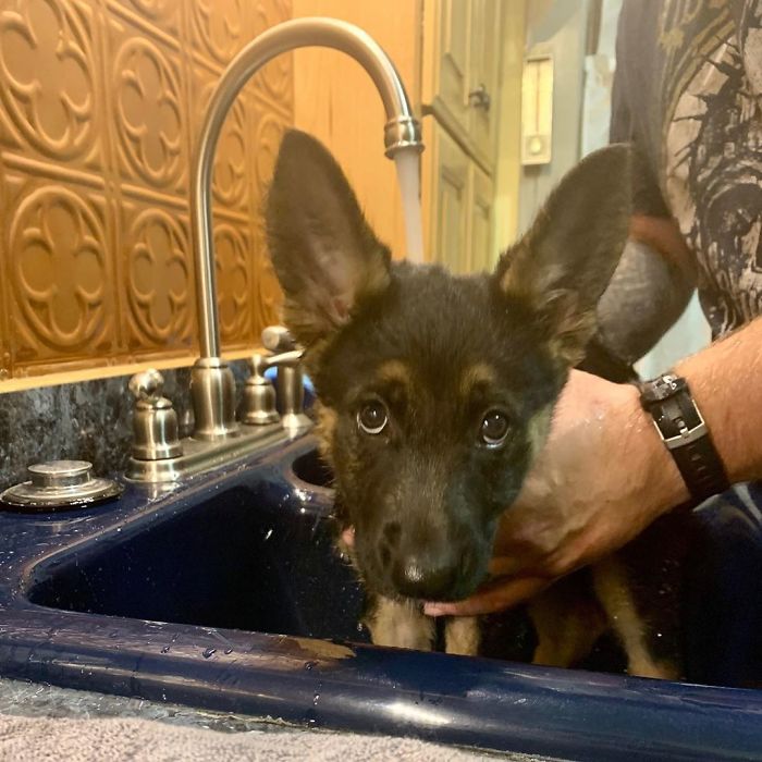 My Hooomans Torturing Me With A Bath In The Sink