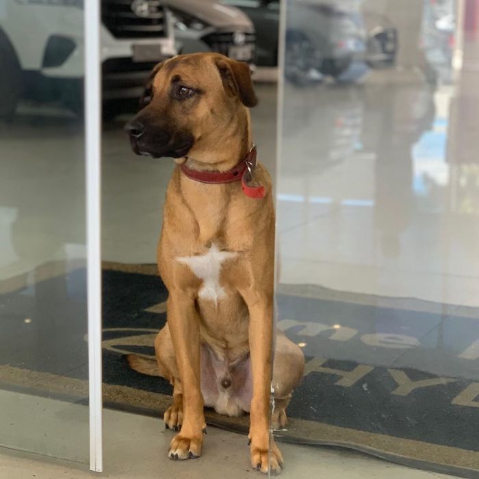 Stray Dog Keeps Visiting A Hyundai Dealership, They Give Him A Job And His Own Badge Stray Dog Keeps Visiting A Hyundai Dealership, They Give Him A Job And His Own Badge