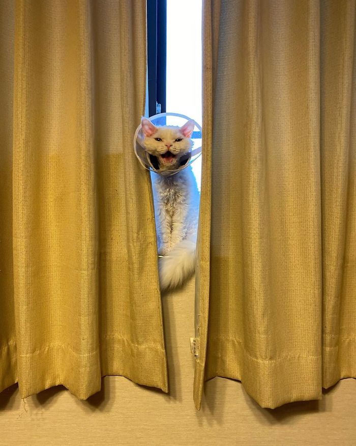 Selkirk-Rex-Angry-Cat-Chirico