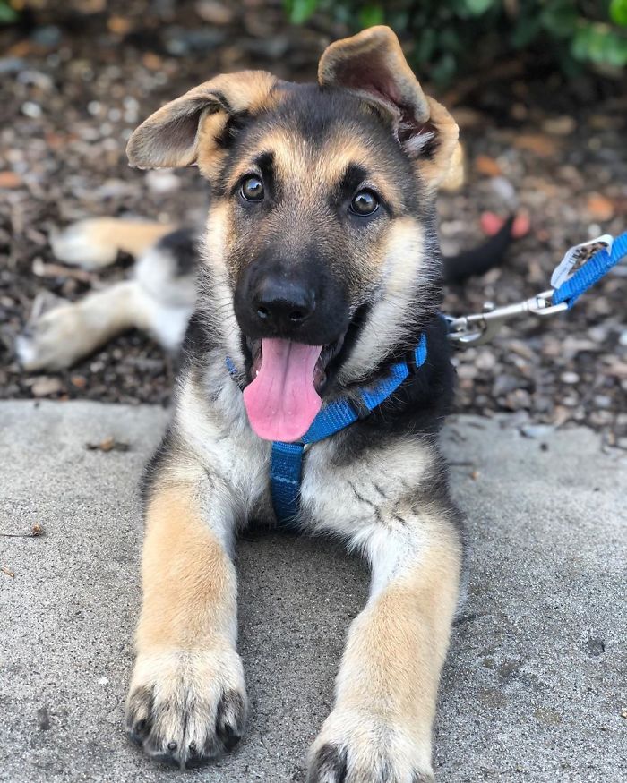 Still Working On Growing Into My Paws