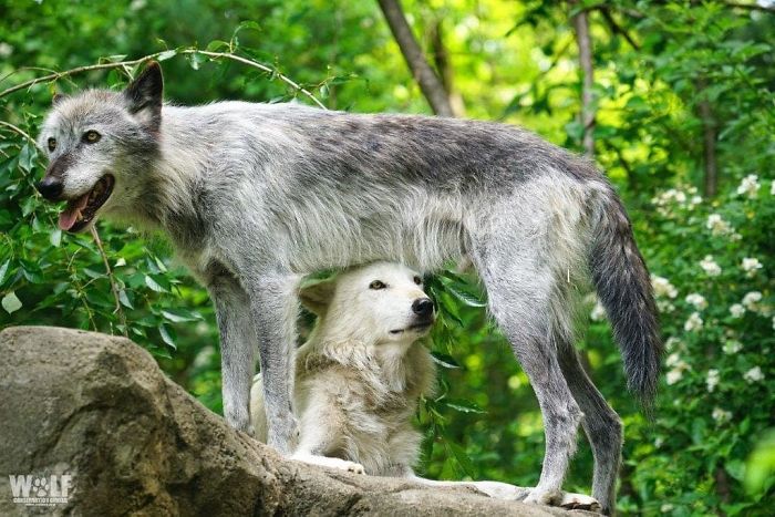 These 2 Wolves Went Viral For Being So Lazy That They Howl While Lying Down