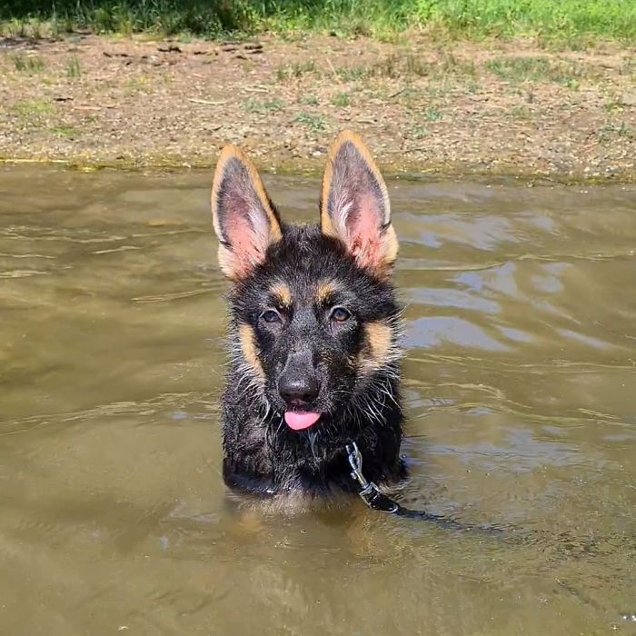 Yesterday It Was So Hot, I Tried The Water. Did Not Swim Yet, But Mom Was Very Proud I Went This Far In The Water