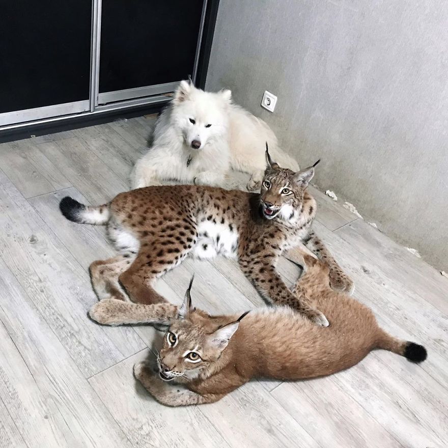 I Adopted Two Lynxes From A Fur Farm, Now I Live With 2 Big 'Cats,' 8 Dogs, And 3 Horses I Adopted Two Lynxes From A Fur Farm, Now I Live With 2 Big 'Cats,' 8 Dogs, And 3 Horses
