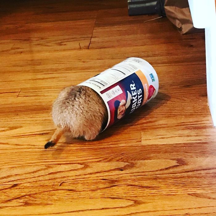 What? The Boy Loves His Oats