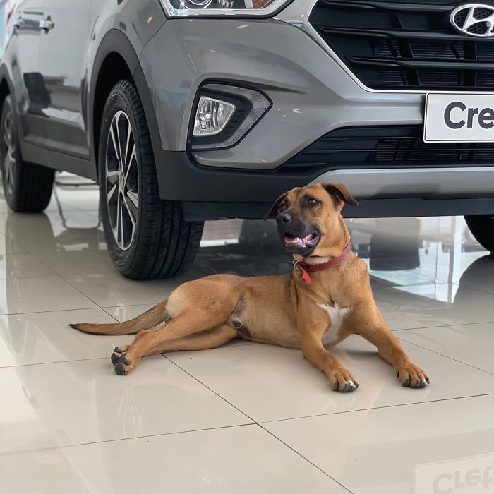 Stray Dog Keeps Visiting A Hyundai Dealership, They Give Him A Job And His Own Badge Stray Dog Keeps Visiting A Hyundai Dealership, They Give Him A Job And His Own Badge