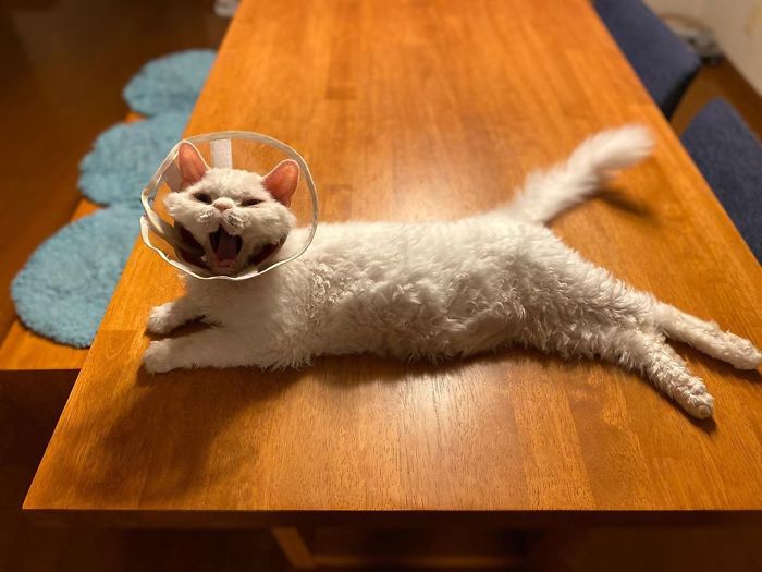 Selkirk-Rex-Angry-Cat-Chirico