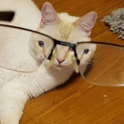 Pets-Animals-Behind-Glasses