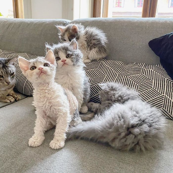 Curly-Cats-Gina-And-Gepetto
