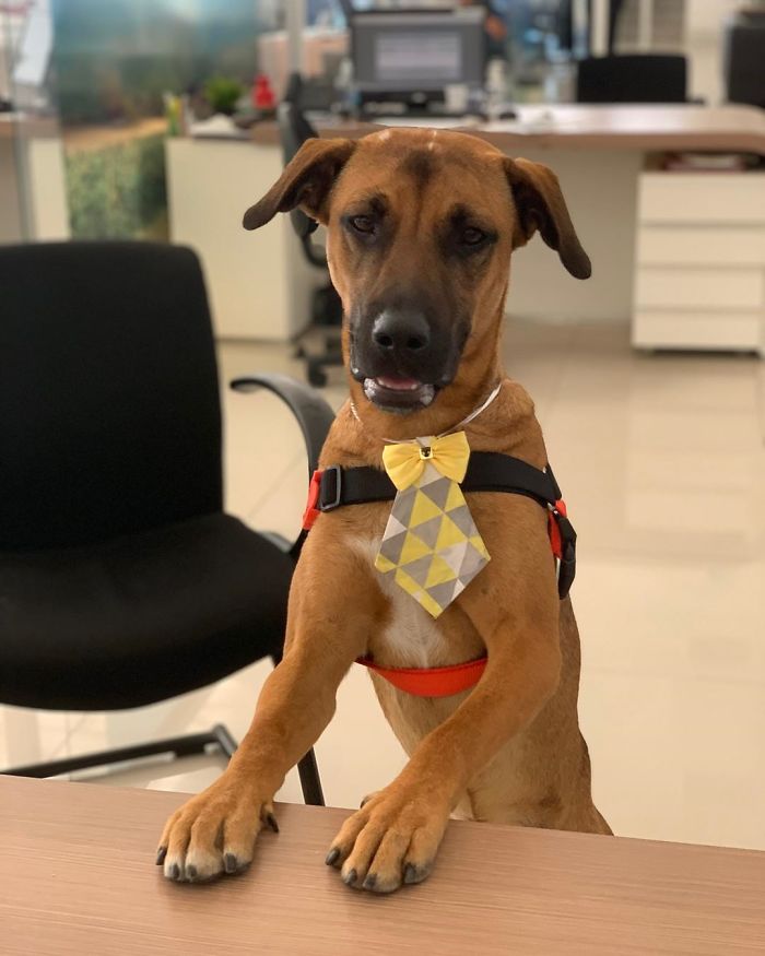 Stray Dog Keeps Visiting A Hyundai Dealership, They Give Him A Job And His Own Badge Stray Dog Keeps Visiting A Hyundai Dealership, They Give Him A Job And His Own Badge