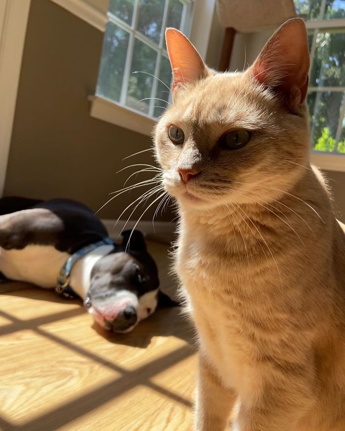 This Shelter Pit Bull Thinks He's A Cat, And His New Family Keeps Posting Photos That Prove It This Shelter Pit Bull Thinks He's A Cat, And His New Family Keeps Posting Photos That Prove It