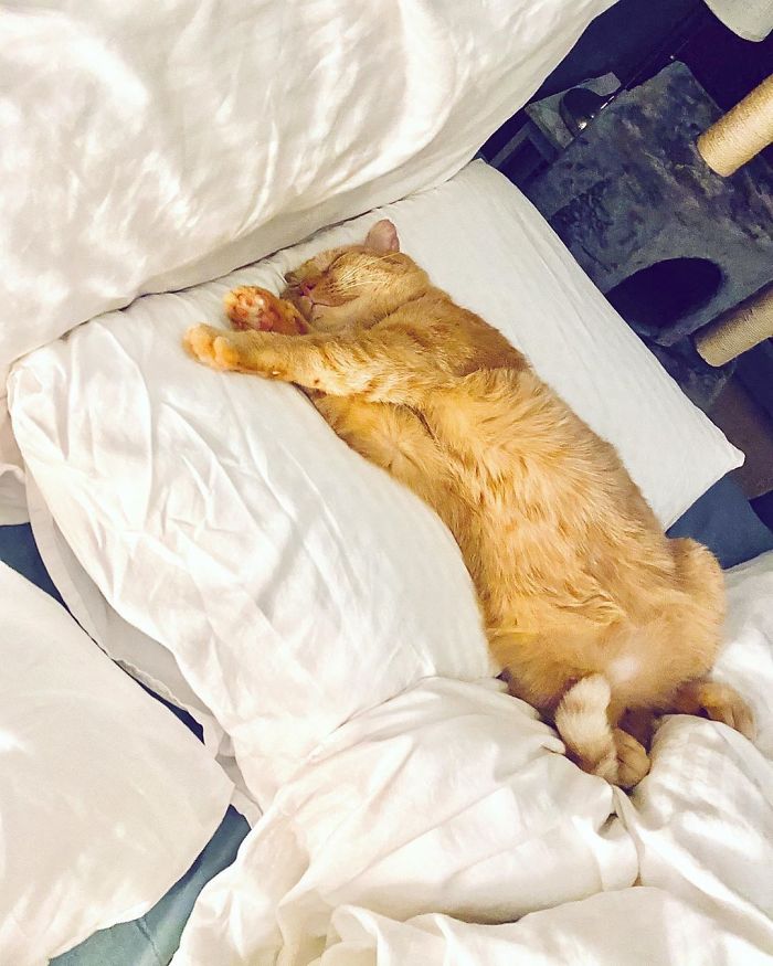 After Convincing Landlord, Woman Brings The Saddest Stray Cat Home, A Year Later, He’s Unrecognizable After Convincing Landlord, Woman Brings The Saddest Stray Cat Home, A Year Later, He’s Unrecognizable