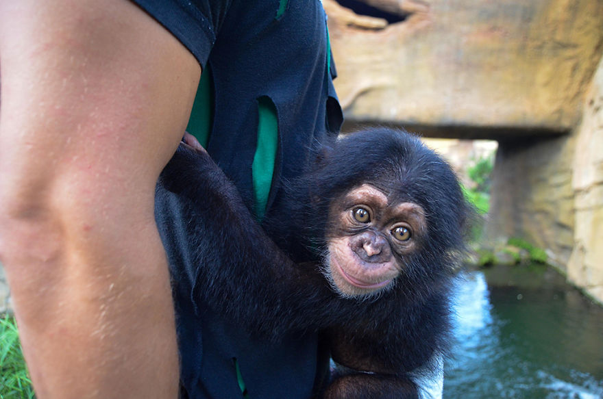 Baby Chimp Cuddles With A Plush Monkey After Being Rejected By His Mother, Finds A New Family