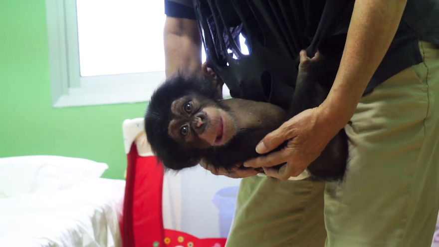 Baby Chimp Cuddles With A Plush Monkey After Being Rejected By His Mother, Finds A New Family