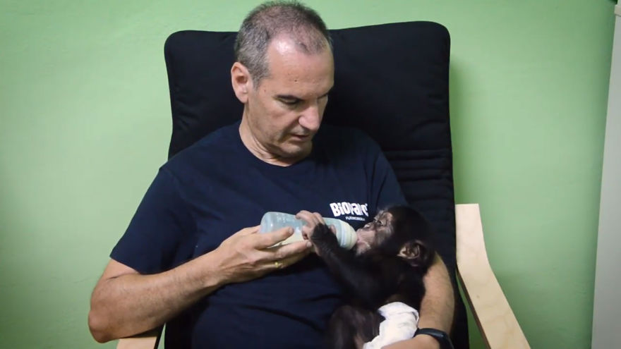 Baby Chimp Cuddles With A Plush Monkey After Being Rejected By His Mother, Finds A New Family