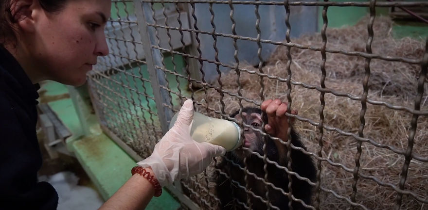 Baby Chimp Cuddles With A Plush Monkey After Being Rejected By His Mother, Finds A New Family