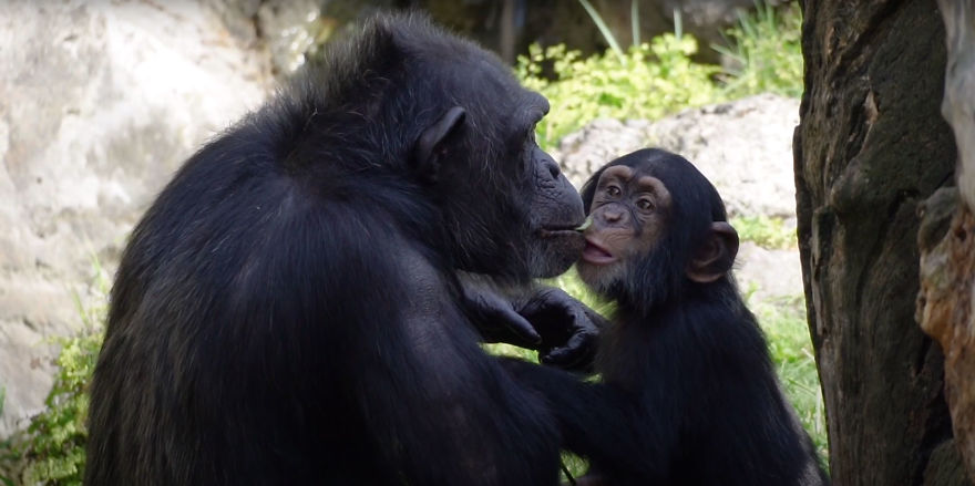 Baby Chimp Cuddles With A Plush Monkey After Being Rejected By His Mother, Finds A New Family