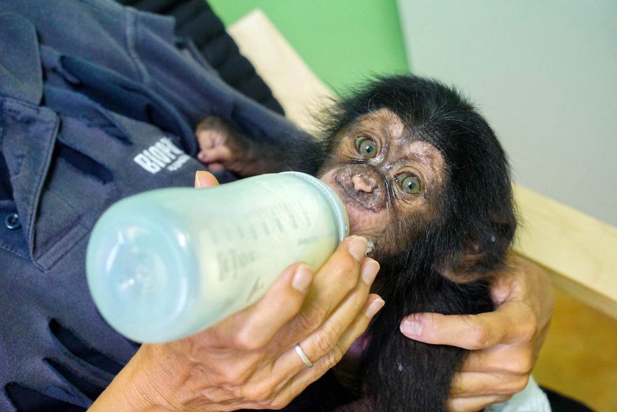 Baby Chimp Cuddles With A Plush Monkey After Being Rejected By His Mother, Finds A New Family