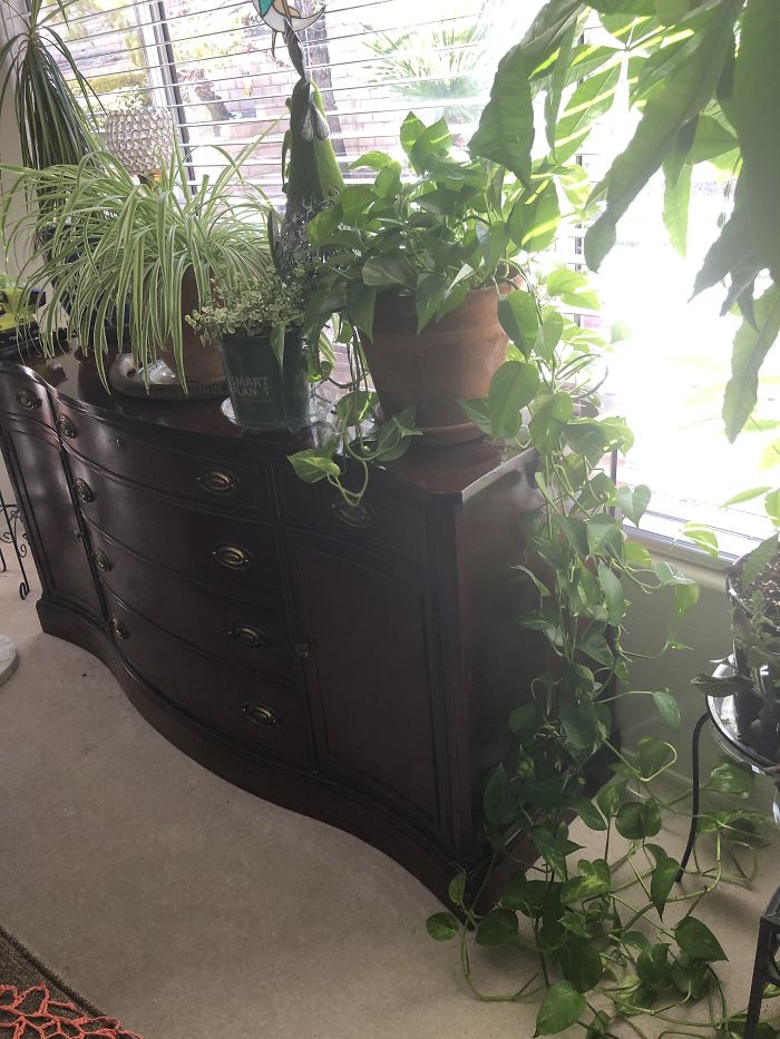 My 6 Year Old Philodendron