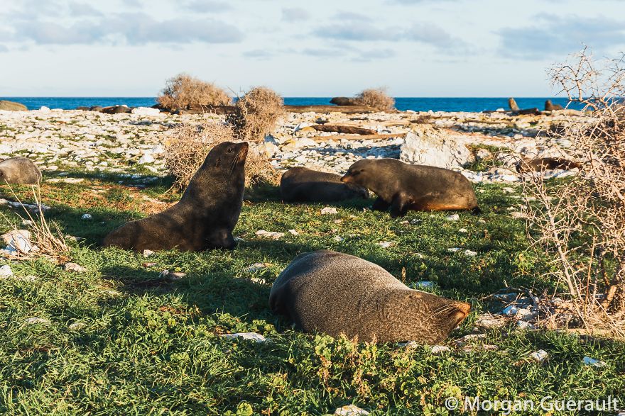 Sea Lions, Kaikoura
