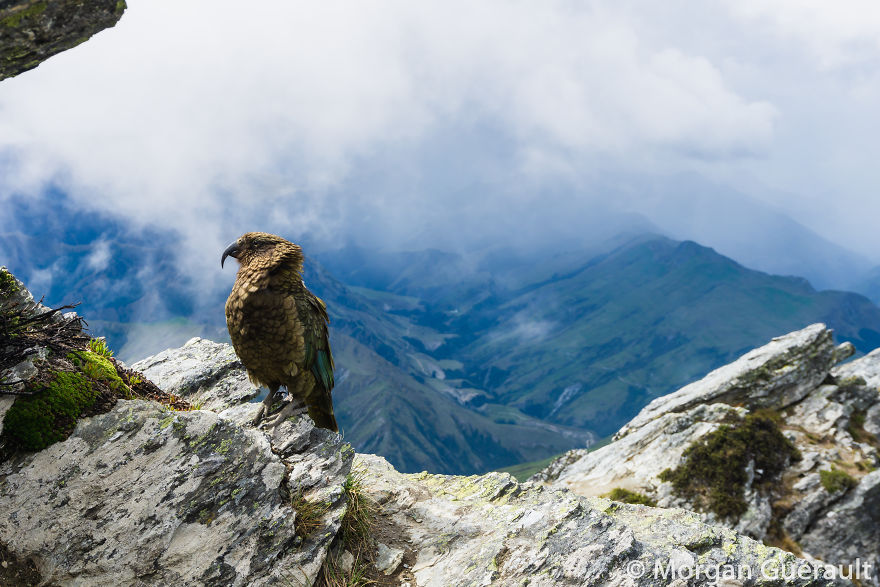 Kea At The Top Of Ben Lomond