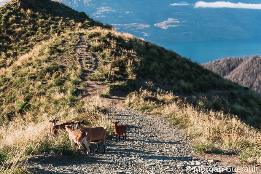 Ben Lomond, Queenstown