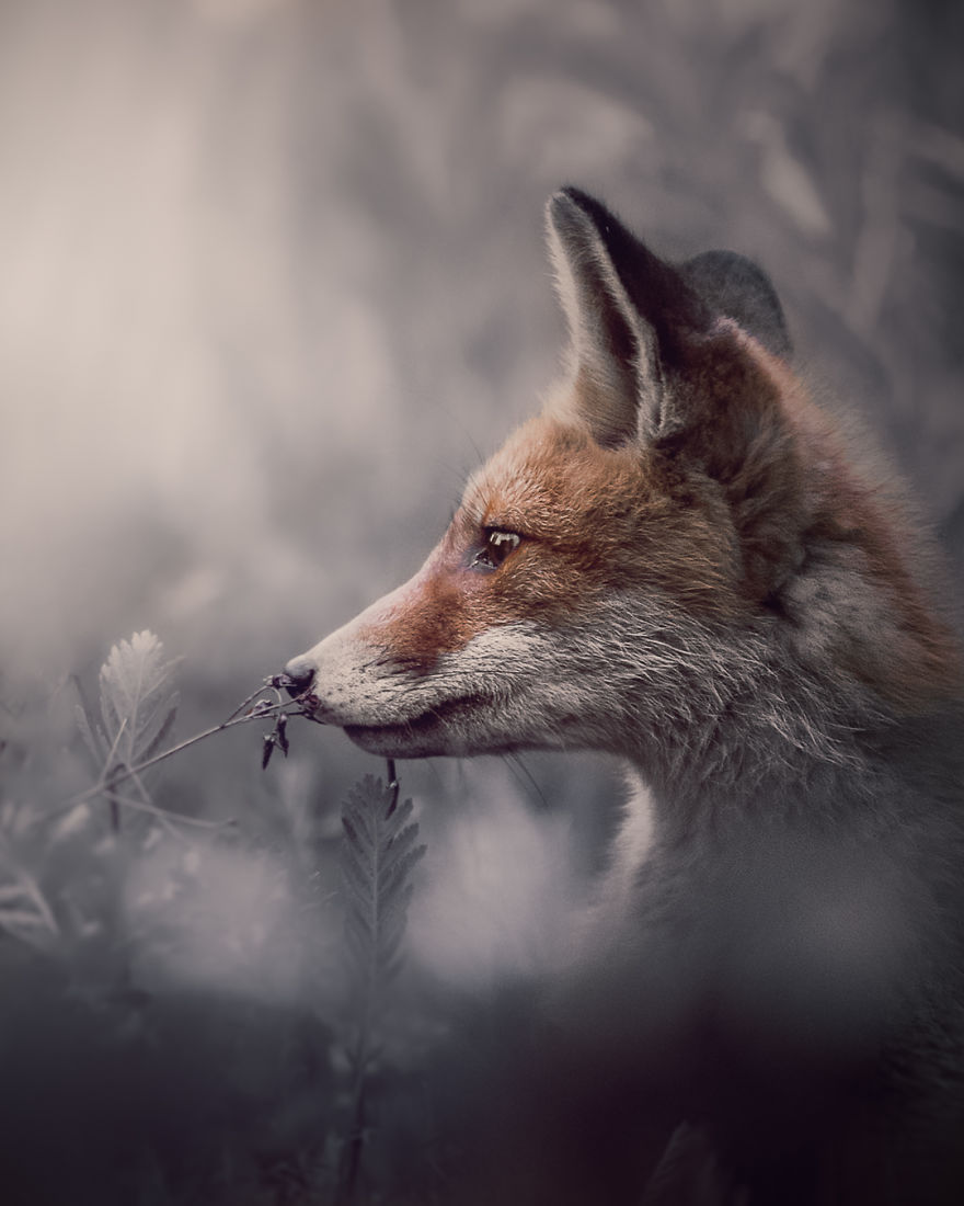 Wildlife-Photography-Red-Foxes-Finland-Ian-Granstrom