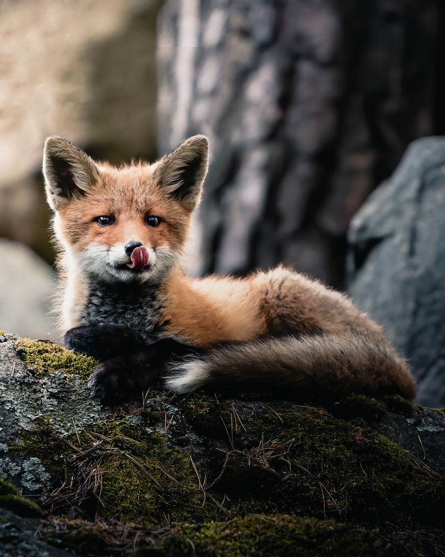Wildlife-Photography-Red-Foxes-Finland-Ian-Granstrom