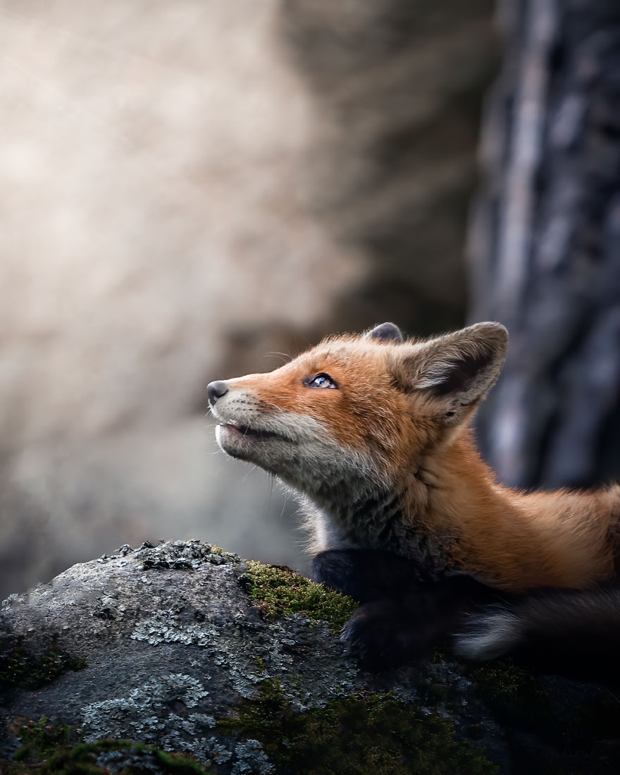 Wildlife-Photography-Red-Foxes-Finland-Ian-Granstrom