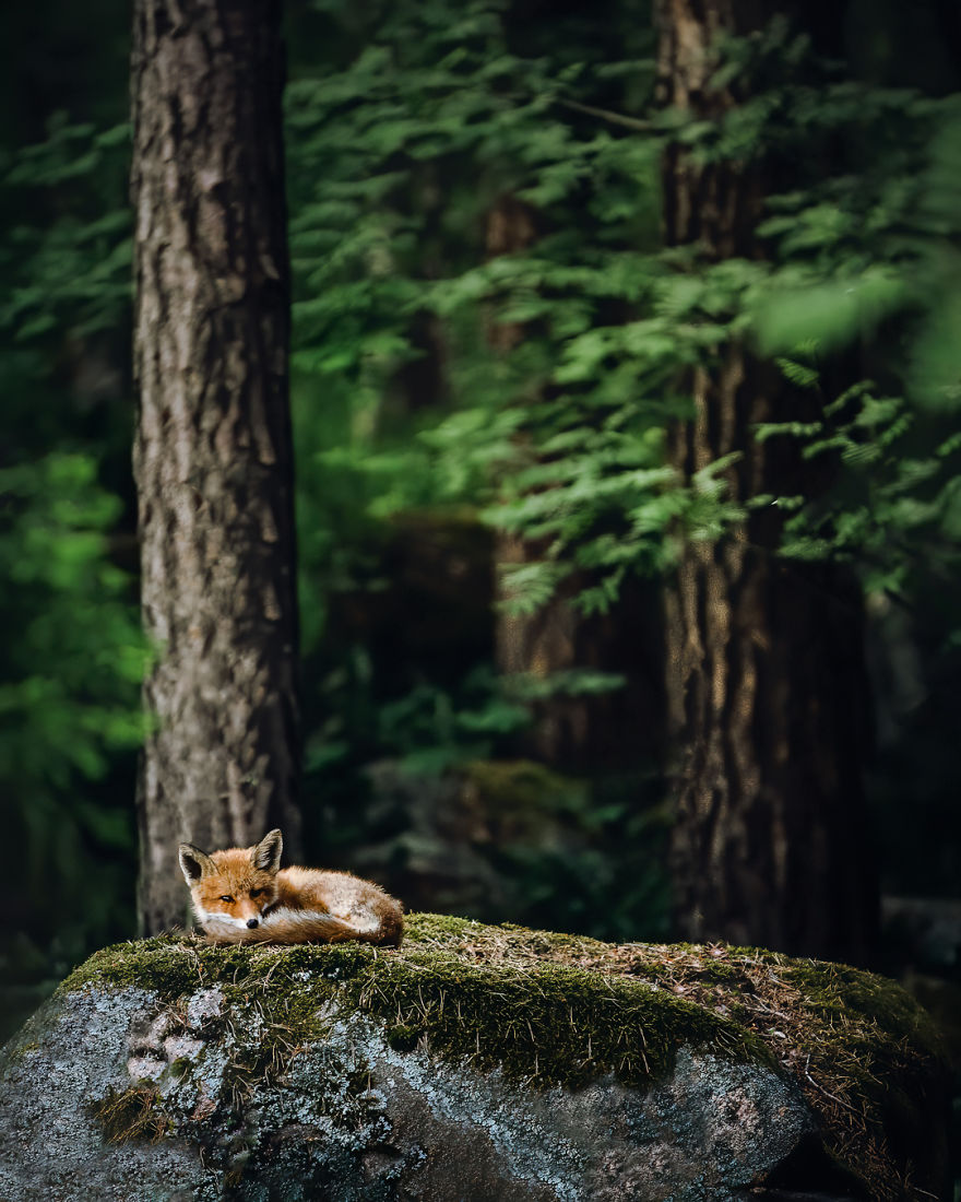 Wildlife-Photography-Red-Foxes-Finland-Ian-Granstrom