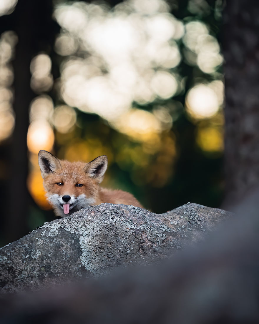 Wildlife-Photography-Red-Foxes-Finland-Ian-Granstrom