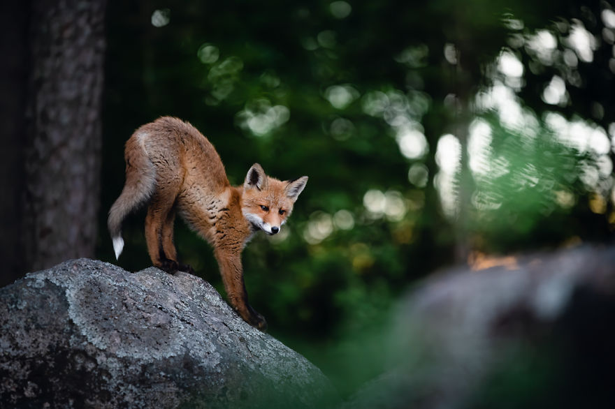 Wildlife-Photography-Red-Foxes-Finland-Ian-Granstrom