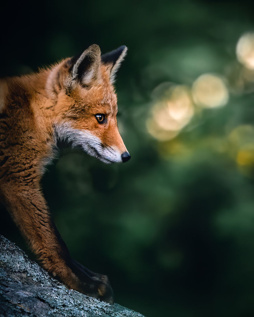 Wildlife-Photography-Red-Foxes-Finland-Ian-Granstrom