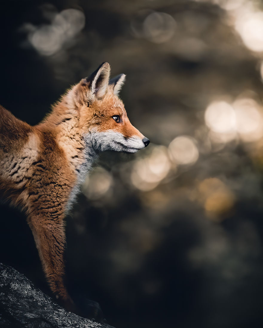 Wildlife-Photography-Red-Foxes-Finland-Ian-Granstrom