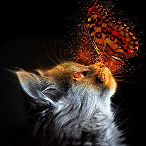 delonnietorres avatar